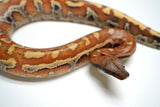 Load image into Gallery viewer, CH Female Red Blood Python - Very Pretty!