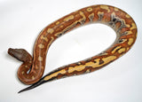 Load image into Gallery viewer, CH Female Red Blood Python - Very Pretty!