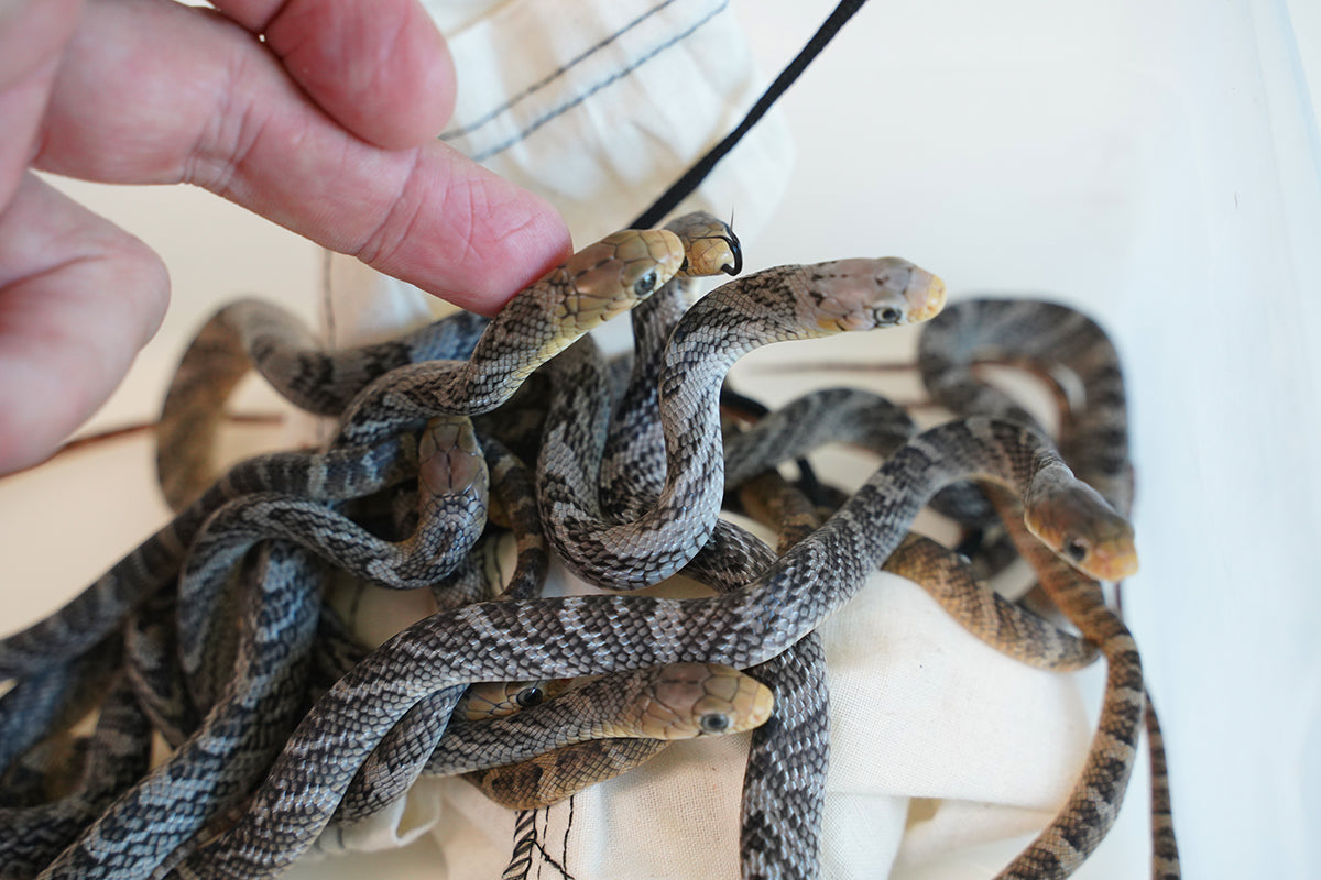 CBB Male Yellow Tailed Cribo - Gorgeous! – New England Reptile - NERD