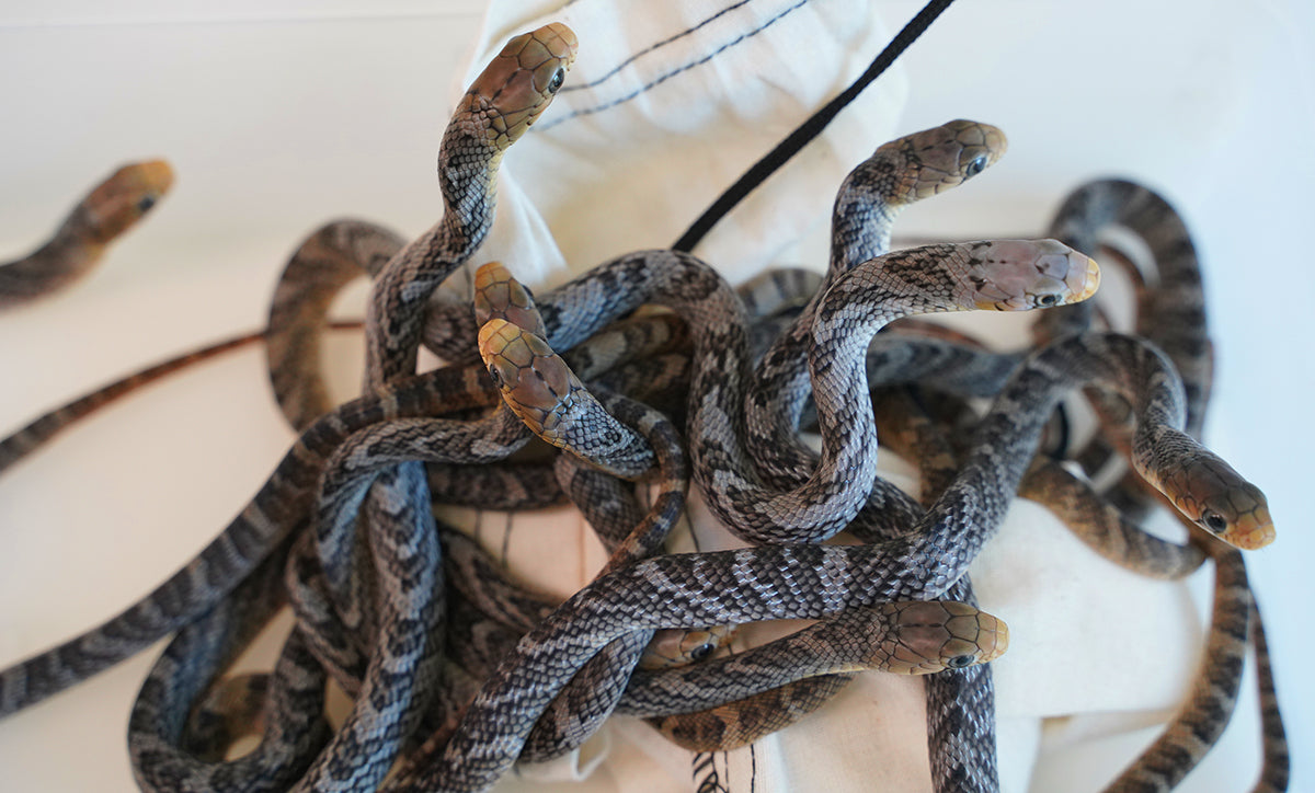 CBB Male Yellow Tailed Cribo - Gorgeous! – New England Reptile - NERD