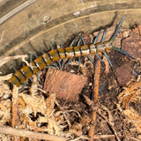 Load image into Gallery viewer, Scolopendra lufengia/lufengensis - Lufeng Blue Centipede