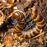 Load image into Gallery viewer, Scolopendra piceoflava “Black” - Black Form Piece of Lava Centipede