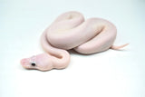 Load image into Gallery viewer, Female Pied Pinto White Ball Python