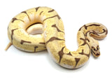 Load image into Gallery viewer, SALE! 2021 Female Bumble Bee Enchi Bald Ball Python.