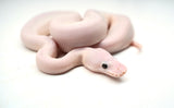 Load image into Gallery viewer, Female Pied Pinto White Ball Python