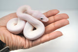 Load image into Gallery viewer, Female Pied Pinto White Ball Python