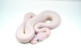 Load image into Gallery viewer, Male Pied Pinto White Ball Python