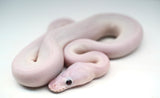 Load image into Gallery viewer, Male Pied Pinto White Ball Python