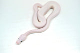 Load image into Gallery viewer, Male Pied Pinto White Ball Python