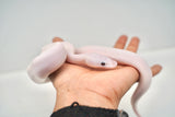 Load image into Gallery viewer, Male Pied Pinto White Ball Python