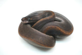 Load image into Gallery viewer, Male Suma Ball Python