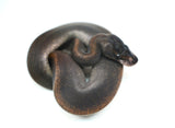 Load image into Gallery viewer, Male Suma Ball Python