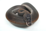 Load image into Gallery viewer, Male Suma Ball Python