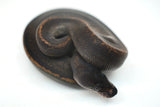 Load image into Gallery viewer, Male Suma Ball Python
