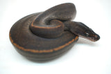 Load image into Gallery viewer, Male Suma Ball Python