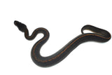 Load image into Gallery viewer, Male Suma Ball Python