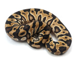 Load image into Gallery viewer, SALE! 2021 Female Crypton Het Piebald Ball Python.