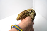 Load image into Gallery viewer, Female Juvenile Nuu Ami Leachianus Gecko