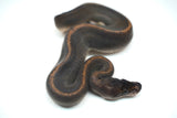 Load image into Gallery viewer, Female Suma Ball Python