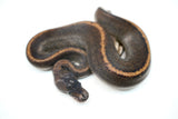 Load image into Gallery viewer, Female Suma Ball Python