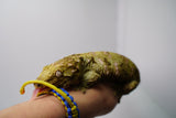 Load image into Gallery viewer, Female Juvenile Nuu Ami Leachianus Gecko