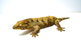 Load image into Gallery viewer, Female Juvenile Nuu Ami Leachianus Gecko