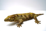 Load image into Gallery viewer, Female Juvenile Nuu Ami Leachianus Gecko