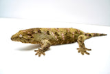 Load image into Gallery viewer, Female Juvenile Nuu Ami Leachianus Gecko