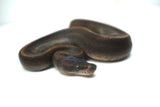 Load image into Gallery viewer, Female Suma Ball Python