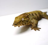 Load image into Gallery viewer, Female Juvenile Nuu Ami Leachianus Gecko