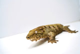 Load image into Gallery viewer, Female Juvenile Nuu Ami Leachianus Gecko