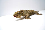 Load image into Gallery viewer, Female Juvenile Nuu Ami Leachianus Gecko