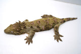 Load image into Gallery viewer, Female Juvenile Nuu Ami Leachianus Gecko