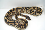 Load image into Gallery viewer, Female Mojave Het Monsoon Ball Python