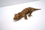 Load image into Gallery viewer, Pine Island Leachianus Gecko