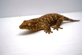 Load image into Gallery viewer, Pine Island Leachianus Gecko