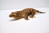 Load image into Gallery viewer, Pine Island Leachianus Gecko