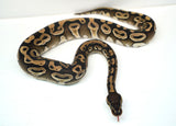 Load image into Gallery viewer, Female Mojave Het Monsoon Ball Python