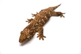 Load image into Gallery viewer, Pine Island Leachianus Gecko