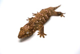 Load image into Gallery viewer, Pine Island Leachianus Gecko