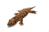 Load image into Gallery viewer, Pine Island Leachianus Gecko