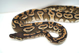 Load image into Gallery viewer, Female Mojave Het Monsoon Ball Python