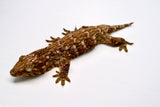 Load image into Gallery viewer, Pine Island Leachianus Gecko