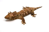Load image into Gallery viewer, Pine Island Leachianus Gecko