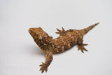Load image into Gallery viewer, Pine Island Leachianus Gecko