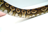 Load image into Gallery viewer, Female Mojave Het Monsoon Ball Python