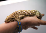 Load image into Gallery viewer, Grand Terre Female Leachianus
