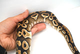 Load image into Gallery viewer, Female Mojave Het Monsoon Ball Python