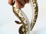 Load image into Gallery viewer, Female Mojave Het Monsoon Ball Python