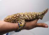 Load image into Gallery viewer, Grand Terre Female Leachianus